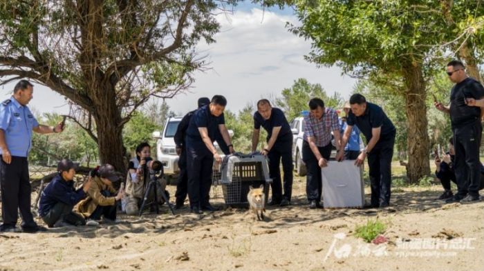 国产福利一区二区三区在线视频-538任你爽精品视频国产-亚洲精品国产乱码不卡-色噜噜国产99性色内射-做A爰片久久毛片A片的价格,湖南野生动物追踪,湖南卫星追踪器,湖南追踪器