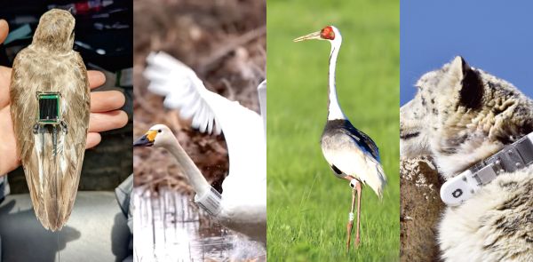 国产福利一区二区三区在线视频-538任你爽精品视频国产-亚洲精品国产乱码不卡-色噜噜国产99性色内射-做A爰片久久毛片A片的价格,湖南野生动物追踪,湖南卫星追踪器,湖南追踪器 国产福利一区二区三区在线视频-538任你爽精品视频国产-亚洲精品国产乱码不卡-色噜噜国产99性色内射-做A爰片久久毛片A片的价格,湖南野生动物追踪,湖南卫星追踪器,湖南追踪器