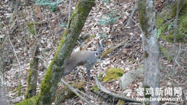 国产福利一区二区三区在线视频-538任你爽精品视频国产-亚洲精品国产乱码不卡-色噜噜国产99性色内射-做A爰片久久毛片A片的价格,湖南野生动物追踪,湖南卫星追踪器,湖南追踪器