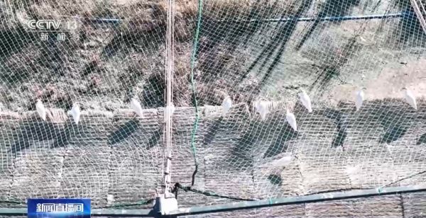 国产福利一区二区三区在线视频-538任你爽精品视频国产-亚洲精品国产乱码不卡-色噜噜国产99性色内射-做A爰片久久毛片A片的价格,湖南野生动物追踪,湖南卫星追踪器,湖南追踪器