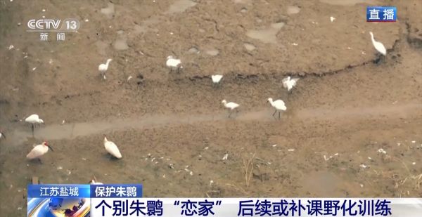 国产福利一区二区三区在线视频-538任你爽精品视频国产-亚洲精品国产乱码不卡-色噜噜国产99性色内射-做A爰片久久毛片A片的价格,湖南野生动物追踪,湖南卫星追踪器,湖南追踪器