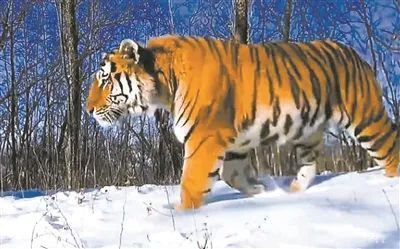 国产福利一区二区三区在线视频