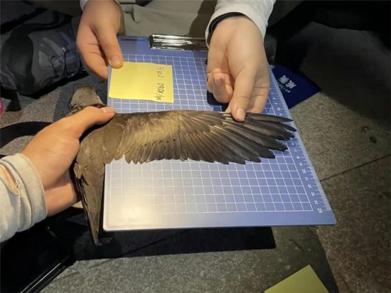 国产福利一区二区三区在线视频-538任你爽精品视频国产-亚洲精品国产乱码不卡-色噜噜国产99性色内射-做A爰片久久毛片A片的价格,湖南野生动物追踪,湖南卫星追踪器,湖南追踪器