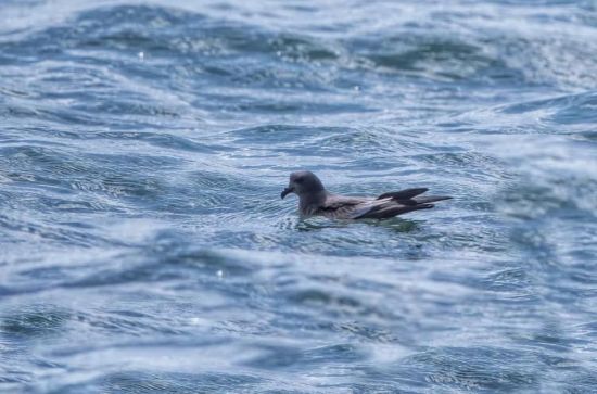 国产福利一区二区三区在线视频-538任你爽精品视频国产-亚洲精品国产乱码不卡-色噜噜国产99性色内射-做A爰片久久毛片A片的价格,湖南野生动物追踪,湖南卫星追踪器,湖南追踪器