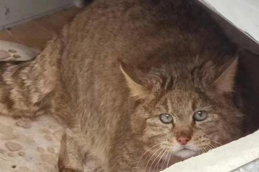 国产福利一区二区三区在线视频-538任你爽精品视频国产-亚洲精品国产乱码不卡-色噜噜国产99性色内射-做A爰片久久毛片A片的价格,湖南野生动物追踪,湖南卫星追踪器,湖南追踪器