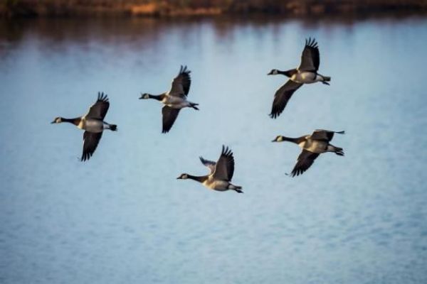 国产福利一区二区三区在线视频-538任你爽精品视频国产-亚洲精品国产乱码不卡-色噜噜国产99性色内射-做A爰片久久毛片A片的价格,湖南野生动物追踪,湖南卫星追踪器,湖南追踪器