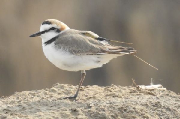 国产福利一区二区三区在线视频-538任你爽精品视频国产-亚洲精品国产乱码不卡-色噜噜国产99性色内射-做A爰片久久毛片A片的价格,湖南野生动物追踪,湖南卫星追踪器,湖南追踪器