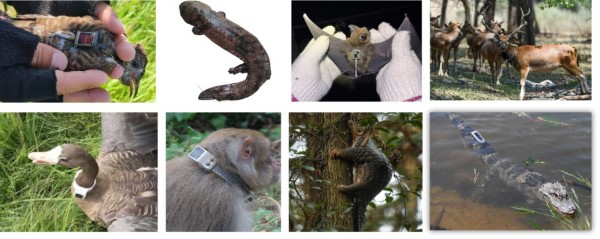 国产福利一区二区三区在线视频-538任你爽精品视频国产-亚洲精品国产乱码不卡-色噜噜国产99性色内射-做A爰片久久毛片A片的价格,湖南野生动物追踪,湖南卫星追踪器,湖南追踪器 国产福利一区二区三区在线视频-538任你爽精品视频国产-亚洲精品国产乱码不卡-色噜噜国产99性色内射-做A爰片久久毛片A片的价格,湖南野生动物追踪,湖南卫星追踪器,湖南追踪器