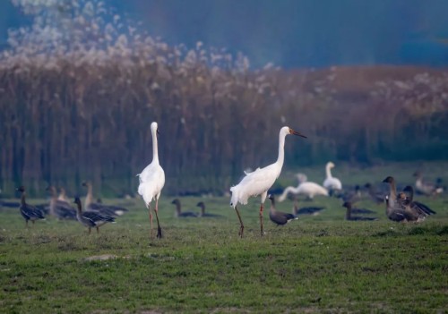 国产福利一区二区三区在线视频-538任你爽精品视频国产-亚洲精品国产乱码不卡-色噜噜国产99性色内射-做A爰片久久毛片A片的价格,湖南野生动物追踪,湖南卫星追踪器,湖南追踪器