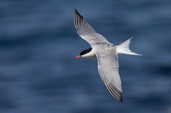 国产福利一区二区三区在线视频-538任你爽精品视频国产-亚洲精品国产乱码不卡-色噜噜国产99性色内射-做A爰片久久毛片A片的价格,湖南野生动物追踪,湖南卫星追踪器,湖南追踪器