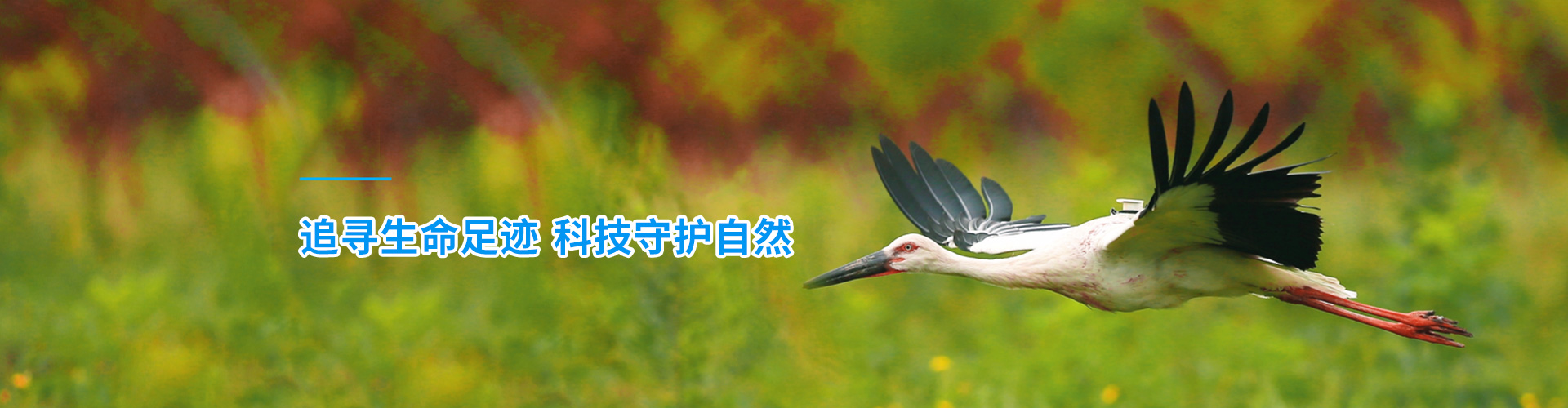 国产福利一区二区三区在线视频-538任你爽精品视频国产-亚洲精品国产乱码不卡-色噜噜国产99性色内射-做A爰片久久毛片A片的价格_湖南野生动物追踪|湖南卫星追踪器 国产福利一区二区三区在线视频-538任你爽精品视频国产-亚洲精品国产乱码不卡-色噜噜国产99性色内射-做A爰片久久毛片A片的价格_湖南野生动物追踪|湖南卫星追踪器